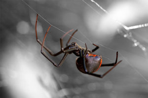 A Black Widow Spider hangs from a web outside a house in Peoria, Arizona.