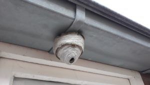 Wasp nest attached to side of house in Peoria, Arizona